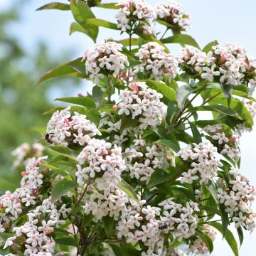 Abelia mosanensis Monia