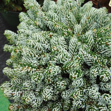 Abies koreana Kohouts Icebreaker - Korean Fir