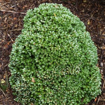 Abies koreana Silberkugel - Korean Fir