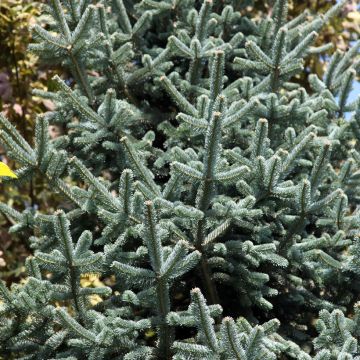Abies lasiocarpa  Argentea - Alpine Fir