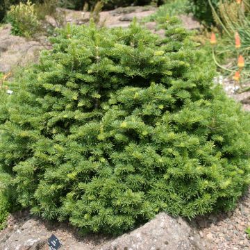 Abies lasiocarpa Green Globe - Alpine Fir