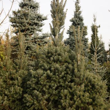 Abies nordmanniana Kolumnowa - Nordmann Fir