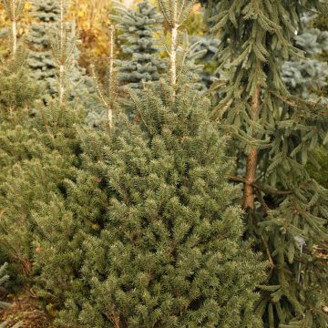 Abies nordmanniana 'Kulista' - Sapin de Nordmann Kulista, Sapin du Caucase, Sapin de Crimée