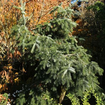 Abies nordmanniana Pendula - Nordmann Fir