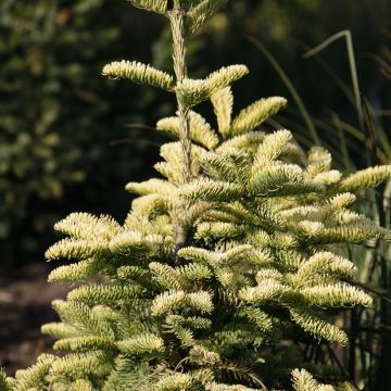 Abies procera Sherwoodii - Noble Fir