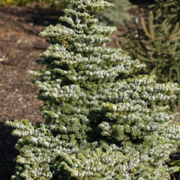 Abies veitchii Heddergott - Veitch Fir