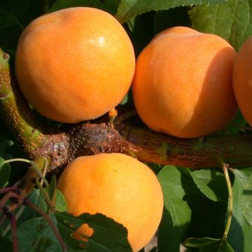 Prunus armeniaca Muscat de Nancy - Organic Apricot Tree