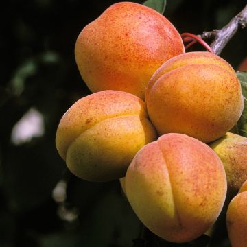 Prunus armeniaca Peche de Nancy - Apricot Tree