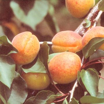 Prunus armeniaca Organic Rouge du Roussillon - Apricot Tree