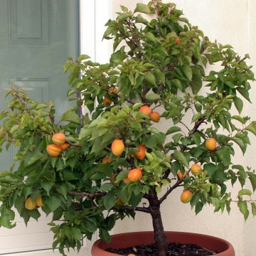 Prunus armeniaca Garden Aprigold - Apricot Tree