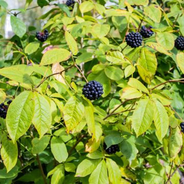 Acanthopanax henryi - Henry's Aralia