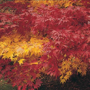 Acer palmatum Autumn Coloured Hybrids Mixed - Japanese Maple