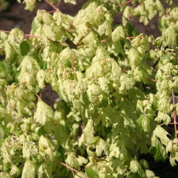 Acer campestre Pulverulentum - Field Maple