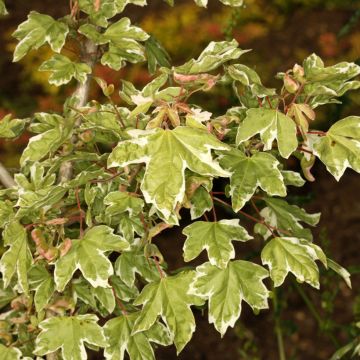 Acer campestre Silver Celebration - Field Maple