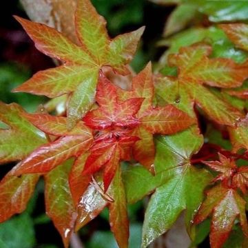 Acer cappadocicum Rubrum - Maple