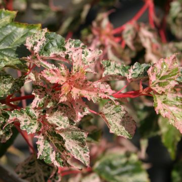 Acer x conspicuum Silver Cardinal - Maple