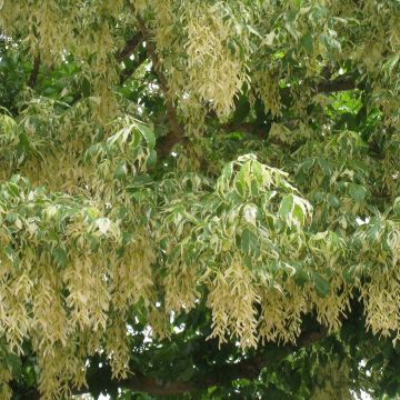 Acer negundo Aureomarginatum - Maple