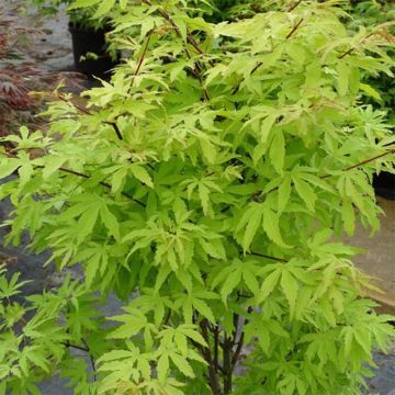 Acer palmatum Anne Irene - Japanese Maple