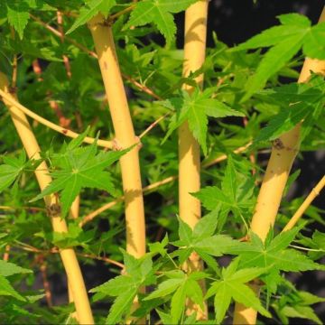 Acer palmatum Bi Hoo - Japanese Maple