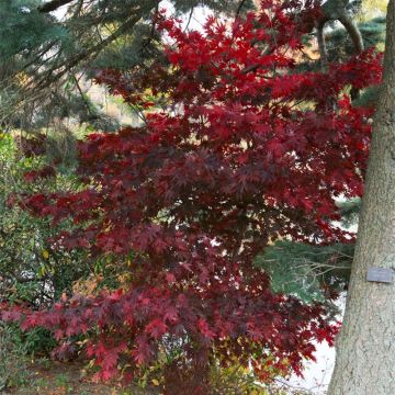 Acer palmatum Bloodgood - Japanese Maple