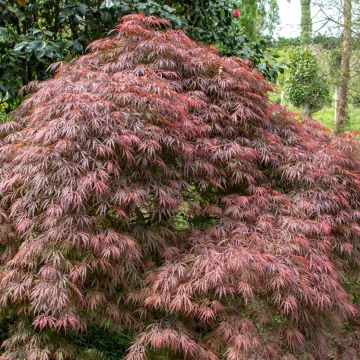 Érable du Japon Dissectum Atropurpureum - Acer palmatum