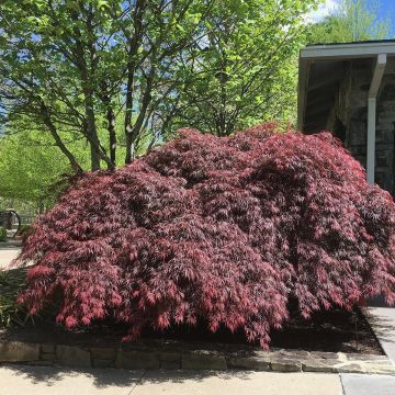 Acer palmatum Tamukeyama - Japanese Maple