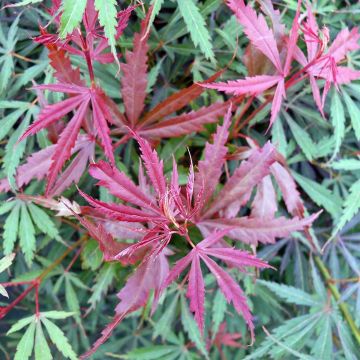 Acer palmatum Jerre Schwartz - Japanese Maple