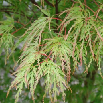 Acer palmatum Seiryu - Japanese Maple