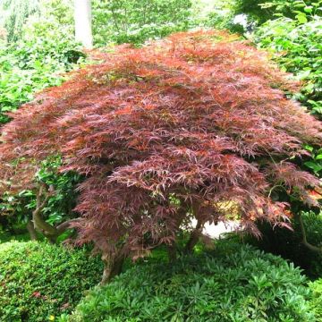 Acer palmatum Dissectum Garnet - Japanese Maple