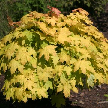 Acer platanoides Golden Globe - Norway Maple