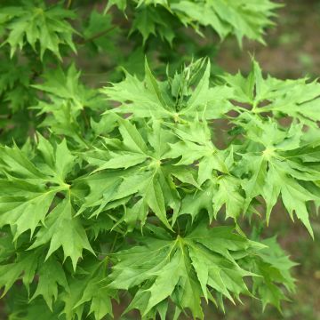 Acer platanoides Oregon Pride - Norway Maple