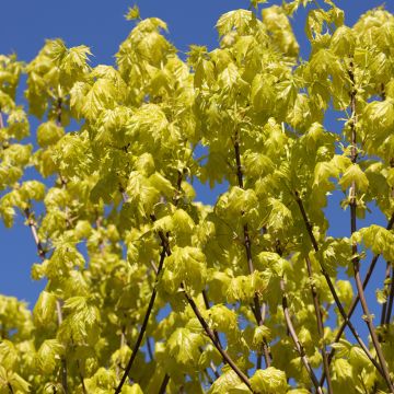 Acer platanoides Princeton Gold - Norway Maple