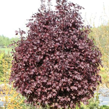 Acer platanoides Purple Globe - Norway maple