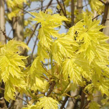 Acer platanoides Walderseei - Norway Maple