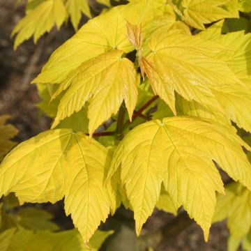 Acer pseudoplatanus Corstorphinense - Sycamore maple