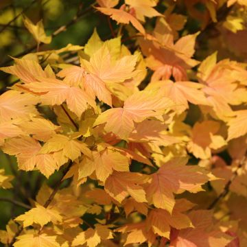 Acer pseudoplatanus Leat Cottage - Sycamore Maple