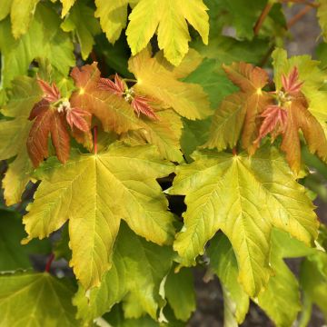 Acer pseudoplatanus Pruhonice - Sycamore Maple