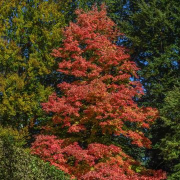 Acer rubrum Fairview Flame - Maple