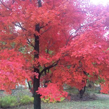 Acer rubrum Red Sunset - Maple