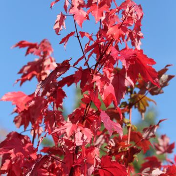 Acer rubrum Somerset - Red Maple