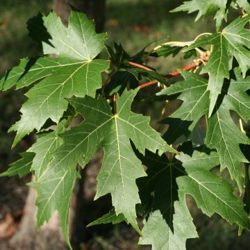 Acer saccharinum Laciniatum Wieri - Maple