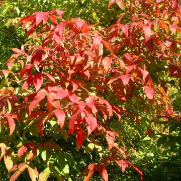 Acer triflorum - Maple