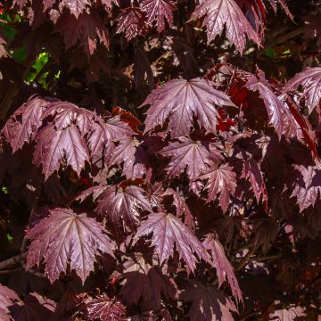 Acer  platanoides  Crimson Sentry