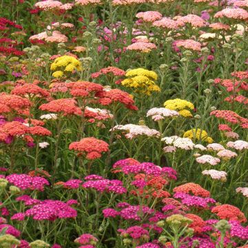 Achillée millefeuille Summer Pastels F2 en mélange - Achillea millefolium