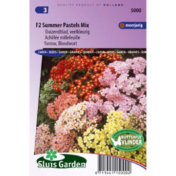 Yarrow Summer Pastels F2 - Achillea millefolium