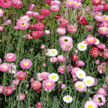 Acroclinium roseum Sensation Giants Mix seeds - Pink Everlasting