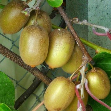 Kiwi Plant Hayward (female) - Actinidia deliciosa