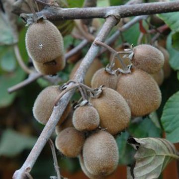 Kiwi Plant Solissimo (self-fertile) - Actinidia chinensis