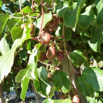 Actinidia arguta Domino