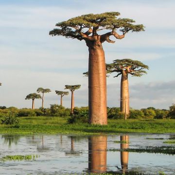 Adansonia grandidieri - Giant Baobab